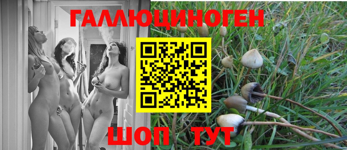 Клинцы  Псилоцибиновые грибы Cubensis  Вход с VPN 
